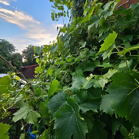 Bauernhof - Leben In Der
